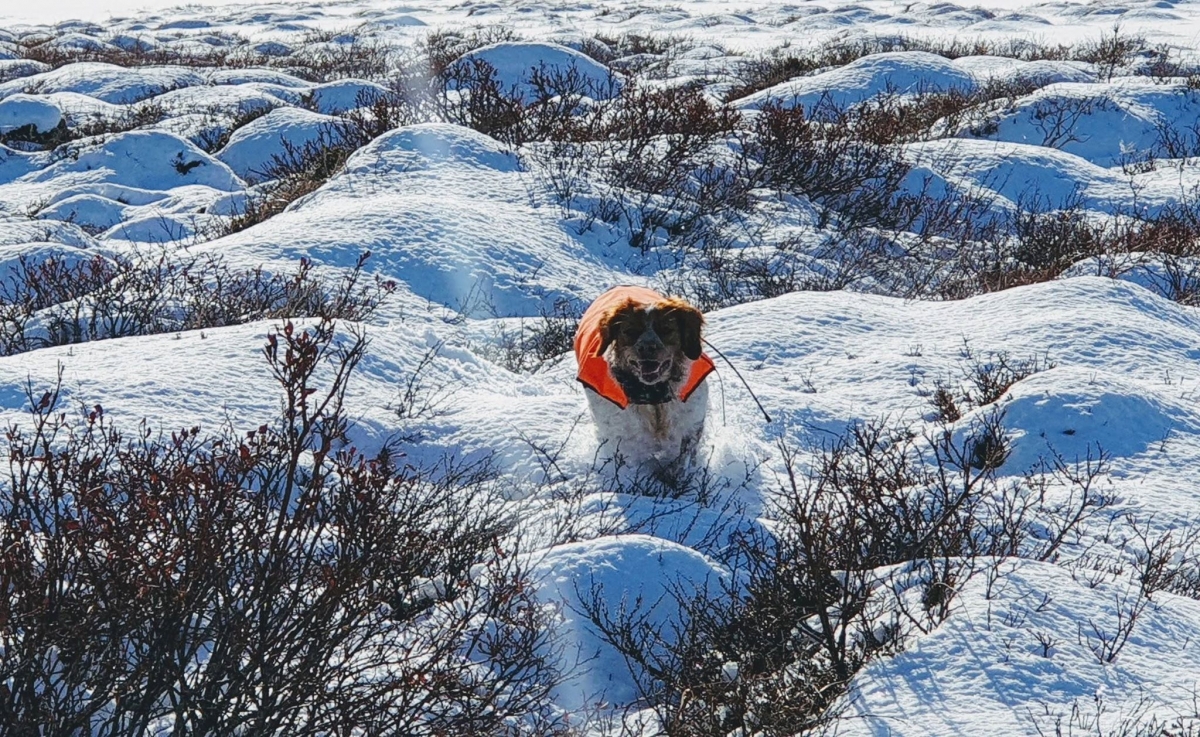 Almkullens Hríma á fullri ferð 2019