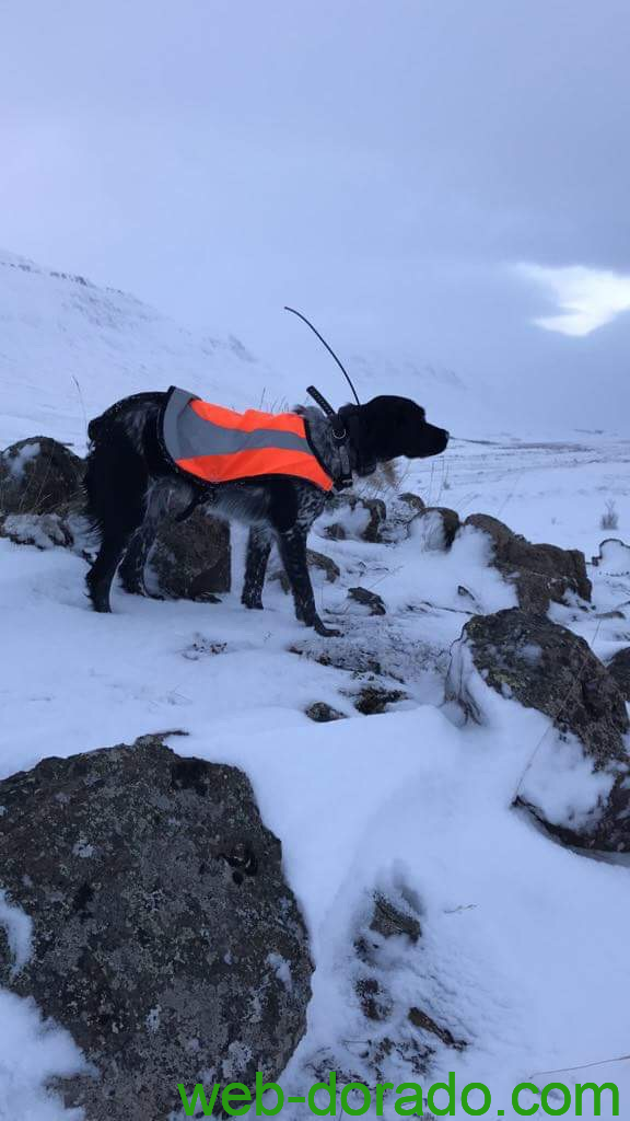 Fóellu Aska á fyrsta aldursári í fuglavinnu.